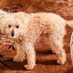 Nicholle Tom Instagram - I’ve been meaning to post this for awhile now but personally it’s just so personal to me that it’s been really hard to talk about and I wanted to tell Chesty’s nearest and dearest first. That said… Last November my baby boy Chesty Chew bounced gracefully across the rainbow bridge. It was one of the saddest yet magical days of my life. Horribly painful because I knew how much I’d miss his unconditional love, support and companionship. I brought him everywhere with me! He was a part of me. My soul baby. But I realized the day he passed that he’ll still always be with me. Just in a different way. When my friend Emily came over with her fiancé Robyn to send Chesty off properly. Emily and I were outside on my back patio when suddenly, the sky went dark. For a moment it was night and then it got so bright we had to look up to see what was happening with the sun! When we looked up, we saw this cloud blocking the sun. Now I know this might sound strange, but I swear it was Chesty! Floating as a cloud above us. Then the cloud literally transformed in front of us. First, it was his whole body and then his face turned towards us. I was like, “Jesus, Emily that cloud looks just like Chesty!” She laughed and immediately agreed! We kept watching it and the cloud then transformed into a million different Chestys. One with just his face and a heart off to the right of his head… One where he was jumping with his tongue hanging out… (See my pictures above. Can you spot Chesty?:) Then the craziest thing of all happened! … (see my first comment below to find out what:)