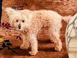 Nicholle Tom Instagram - I’ve been meaning to post this for awhile now but personally it’s just so personal to me that it’s been really hard to talk about and I wanted to tell Chesty’s nearest and dearest first. That said… Last November my baby boy Chesty Chew bounced gracefully across the rainbow bridge. It was one of the saddest yet magical days of my life. Horribly painful because I knew how much I’d miss his unconditional love, support and companionship. I brought him everywhere with me! He was a part of me. My soul baby. But I realized the day he passed that he’ll still always be with me. Just in a different way. 

When my friend Emily came over with her fiancé Robyn to send Chesty off properly. Emily and I were outside on my back patio when suddenly, the sky went dark. For a moment it was night and then it got so bright we had to look up to see what was happening with the sun! When we looked up, we saw this cloud blocking the sun. Now I know this might sound strange, but I swear it was Chesty! Floating as a cloud above us. 

Then the cloud literally transformed in front of us. First, it was his whole body and then his face turned towards us.

I was like, “Jesus, Emily that cloud looks just like Chesty!” She laughed and immediately agreed! 

We kept watching it and the cloud then transformed into a million different Chestys. One with just his face and a heart off to the right of his head… One where he was jumping with his tongue hanging out… (See my pictures above. Can you spot Chesty?:)

Then the craziest thing of all happened! … (see my first comment below to find out what:)