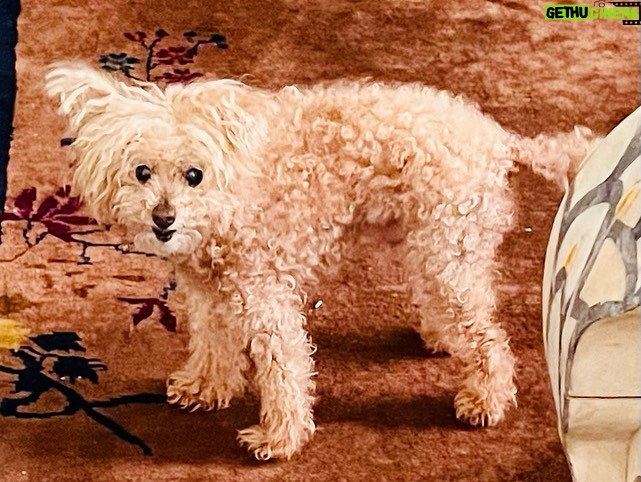 Nicholle Tom - 1.4K Likes - I’ve been meaning to post this for awhile now but personally it’s just so personal to me that it’s been really hard to talk about and I wanted to tell Chesty’s nearest and dearest first. That said… Last November my baby boy Chesty Chew bounced gracefully across the rainbow bridge. It was one of the saddest yet magical days of my life. Horribly painful because I knew how much I’d miss his unconditional love, support and companionship. I brought him everywhere with me! He was a part of me. My soul baby. But I realized the day he passed that he’ll still always be with me. Just in a different way.
When my friend Emily came over with her fiancé Robyn to send Chesty off properly. Emily and I were outside on my back patio when suddenly, the sky went dark. For a moment it was night and then it got so bright we had to look up to see what was happening with the sun! When we looked up, we saw this cloud blocking the sun. Now I know this might sound strange, but I swear it was Chesty! Floating as a cloud above us.
Then the cloud literally transformed in front of us. First, it was his whole body and then his face turned towards us.
I was like, “Jesus, Emily that cloud looks just like Chesty!” She laughed and immediately agreed!
We kept watching it and the cloud then transformed into a million different Chestys. One with just his face and a heart off to the right of his head… One where he was jumping with his tongue hanging out… (See my pictures above. Can you spot Chesty?:)
Then the craziest thing of all happened! … (see my first comment below to find out what:)