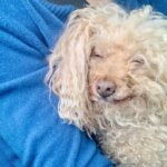 Nicholle Tom Instagram - I’ve been meaning to post this for awhile now but personally it’s just so personal to me that it’s been really hard to talk about and I wanted to tell Chesty’s nearest and dearest first. That said… Last November my baby boy Chesty Chew bounced gracefully across the rainbow bridge. It was one of the saddest yet magical days of my life. Horribly painful because I knew how much I’d miss his unconditional love, support and companionship. I brought him everywhere with me! He was a part of me. My soul baby. But I realized the day he passed that he’ll still always be with me. Just in a different way. When my friend Emily came over with her fiancé Robyn to send Chesty off properly. Emily and I were outside on my back patio when suddenly, the sky went dark. For a moment it was night and then it got so bright we had to look up to see what was happening with the sun! When we looked up, we saw this cloud blocking the sun. Now I know this might sound strange, but I swear it was Chesty! Floating as a cloud above us. Then the cloud literally transformed in front of us. First, it was his whole body and then his face turned towards us. I was like, “Jesus, Emily that cloud looks just like Chesty!” She laughed and immediately agreed! We kept watching it and the cloud then transformed into a million different Chestys. One with just his face and a heart off to the right of his head… One where he was jumping with his tongue hanging out… (See my pictures above. Can you spot Chesty?:) Then the craziest thing of all happened! … (see my first comment below to find out what:)