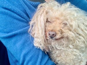 Nicholle Tom Instagram - I’ve been meaning to post this for awhile now but personally it’s just so personal to me that it’s been really hard to talk about and I wanted to tell Chesty’s nearest and dearest first. That said… Last November my baby boy Chesty Chew bounced gracefully across the rainbow bridge. It was one of the saddest yet magical days of my life. Horribly painful because I knew how much I’d miss his unconditional love, support and companionship. I brought him everywhere with me! He was a part of me. My soul baby. But I realized the day he passed that he’ll still always be with me. Just in a different way. 

When my friend Emily came over with her fiancé Robyn to send Chesty off properly. Emily and I were outside on my back patio when suddenly, the sky went dark. For a moment it was night and then it got so bright we had to look up to see what was happening with the sun! When we looked up, we saw this cloud blocking the sun. Now I know this might sound strange, but I swear it was Chesty! Floating as a cloud above us. 

Then the cloud literally transformed in front of us. First, it was his whole body and then his face turned towards us.

I was like, “Jesus, Emily that cloud looks just like Chesty!” She laughed and immediately agreed! 

We kept watching it and the cloud then transformed into a million different Chestys. One with just his face and a heart off to the right of his head… One where he was jumping with his tongue hanging out… (See my pictures above. Can you spot Chesty?:)

Then the craziest thing of all happened! … (see my first comment below to find out what:)