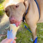 Nicole da Silva Instagram – Interrupting your doom scroll with some wholesome content. Hope you enjoy it as much as my kidlet 👂♥️ 🍦