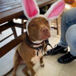 Nicole da Silva Instagram - I hope you’re all enjoying the holidays more than this little bunny 🐰 #notimpressed #adoptdontshop