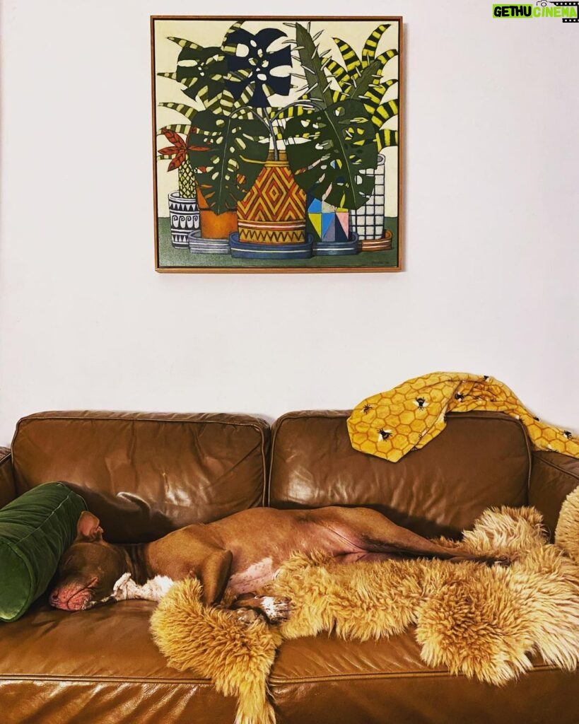 Nicole da Silva Instagram - You can’t make this stuff up. What is even her life?! Painting by @johnsantucci Dog by @petrescueau #DoggyDecor #thankyouforthebeeblanket ID: A brown dog sleeps on a brown leather couch. She’s luxuriously stretched out and surrounded by a fur, blanket and a green cushion. A lively painting of various plants hangs on the wall above her.