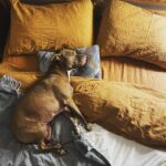 Nicole da Silva Instagram – Landed on her paws 🐾