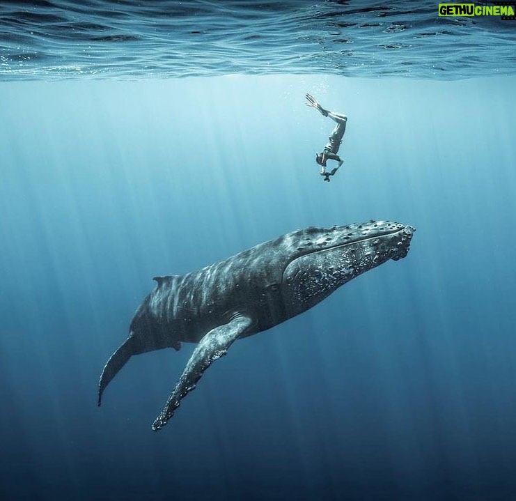 Nicole da Silva Instagram - 💙 @alasy_photography Repost: Meets Giants... #freediver #photographer #humpbackwhale #calf #underwater #wildanimals #ocean #whales #iledelareunion #freediving •••••••••••••••••••••••••••••••••••••••••••••••••••• Special thanks to @jeresssss •••••••••••••••••••••••••••••••••••••••••••••••••••• #photooftheday #picoftheday #instamood #igers #instapic #instabest #instatravel #instagramhub #instapassport #exploration #mytravelgram #instadaily #tribegram #beautiful #TBT #love #amazing #bmw #fun #bestoftheday •••••••••••••••••••••••••••••••••••••••••••••••••••• ⚠️For the welfare of animals, Reunion Island prohibits freediving with humpback whales. This photo assignment was made possible with the agreement of the authorities, DMSOI & Jérôme Lafon, as part of a report⚠️ ••••••••••••••••••••••••••••••••••••••••••••••••••••