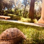 Niels Schneider Instagram – شكرا لك على الترحيب @essaadimarrakech Es Saadi Palace