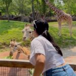 Nikita Sharma Instagram - This was probably one of the happiest experiences of my life!! 🦒♥️ Who knew feeding baby giraffes could be so therapeutic!! 😭 This was a zoo that I visited in the US which was sort of like a human zoo. The entire zoo was built on a natural forest with all the animals in their natural belongings. #feelitreelit #giraffes #animal #wildlife #explore #trending #giraffefeeding #giraffe St. Louis, Missouri