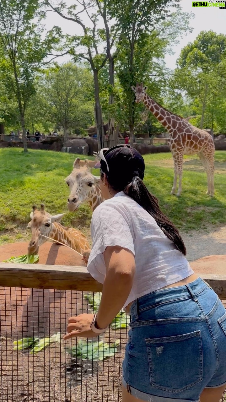Nikita Sharma Instagram - This was probably one of the happiest experiences of my life!! 🦒♥️ Who knew feeding baby giraffes could be so therapeutic!! 😭 This was a zoo that I visited in the US which was sort of like a human zoo. The entire zoo was built on a natural forest with all the animals in their natural belongings. #feelitreelit #giraffes #animal #wildlife #explore #trending #giraffefeeding #giraffe St. Louis, Missouri