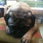 Nikki Blonsky Instagram - It’s with an extremely heavy heart that I share with you the passing of my pug Rocky. He was the light of my life and the love of my life. He was my life. We grew up together and shared so much. He was with me through the greatest times of my life and the absolute worst times of my life. He was so strong and had the kindest heart of any dog I’ve ever met. He was given to me as a gift from My aunt who is now passed and he was so much more then a dog he was everything. He was my best friend, my confidant, my buddy but most of all he was my heart. He was so kind and gentle. I’ll never forget filming Hairspray and when my birthday rolled around on this day just 13 years ago everyone kept asking me what I wanted for my birthday, the answer for me was simple, I wanted Rocky to come live up in Canada with me while I was shooting. So my dad being the amazing man he is packed Rocky and his stuff up and brought him up to Canada to live with me. He was the set dog, everybody loved Rocky, I would see John Travolta and Queen Latifah walking around holding him. Everyone loved him, you could not not love Rocky. Yesterday he just simply stopped breathing. He was 14 years old but boy did we have one hell of a run! Life won’t be the same without his love and his kisses, I don’t know who to go to now with my deepest thoughts, that dog knew more about me than anyone ever could. I spoke to him and he spoke to me. We shared loves, laughs happy times and sad times but through it all Rocky was there by my side. I will miss him more then he’ll ever know and my heart is aching as I write this and tears are streaming down my face. We were beyond lucky to have him. Rocky my love, please know that you gave me the best 14 years of my life, our bond was something I cherished more than anything in life, I miss you so much already and I love you with all me. You were my world and you will always live on in my heart. I know Uncle Steve has already walked you into heaven and got you some of your favorite chicken nuggets. You were the best and no dog could ever take your place! Save a spot in heaven for me little guy I love you! Until we meet again my love. - Nikki