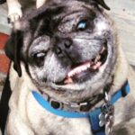 Nikki Blonsky Instagram - One year ago today, you left us my sweet boy. Getting through this year without you has been one of the greatest challenges of my life, but I feel your love around me daily. I will carry your spirit in my heart for the rest of my days. Rocky, you were my truest of loves. See you again someday ❤️
