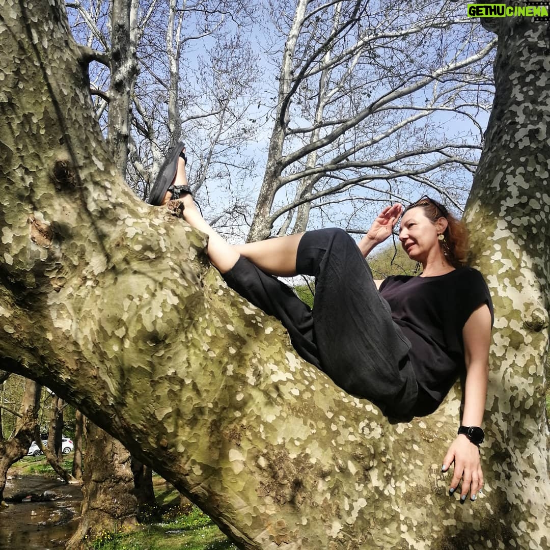 Nilgün Türksever Instagram - Zihninizde ağaçlara bolca yer açın. Ağaçlar öylece durmuyorlar oldukları yerde. Yaşıyorlar, organize oluyorlar ve organize ediyorlar. Acıyı hissedebildikleri gibi hafızaları da var. Hatta birbirlerini yaklaşan tehlikelere karşı uyarıyorlar... #peterwohlleben 'in AĞAÇLARIN GİZLİ YAŞAMI kitabını okumanızı çok tavsiye ediyorum. Anlayacaksınız ki karşınızda duran bir orman değil sessiz bilgeler kabilesi; telaşsız ve mücadeleyle büyüyen. Onlar kutsalın tezahürü..#hiyerofani #hierofania 📷:@altuggorgu