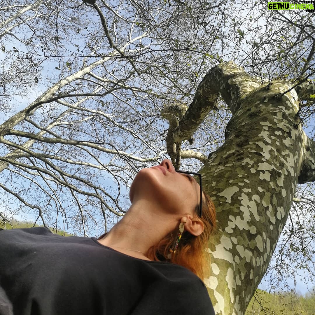 Nilgün Türksever Instagram - Zihninizde ağaçlara bolca yer açın. Ağaçlar öylece durmuyorlar oldukları yerde. Yaşıyorlar, organize oluyorlar ve organize ediyorlar. Acıyı hissedebildikleri gibi hafızaları da var. Hatta birbirlerini yaklaşan tehlikelere karşı uyarıyorlar... #peterwohlleben 'in AĞAÇLARIN GİZLİ YAŞAMI kitabını okumanızı çok tavsiye ediyorum. Anlayacaksınız ki karşınızda duran bir orman değil sessiz bilgeler kabilesi; telaşsız ve mücadeleyle büyüyen. Onlar kutsalın tezahürü..#hiyerofani #hierofania 📷:@altuggorgu