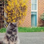 Nima Akbarpour Instagram – Our neighbour’s #cat
#spring #London London, Unιted Kingdom