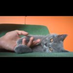 Nima Akbarpour Instagram - My boy, Carbon the #cat. #britishshorthair London, Unιted Kingdom