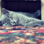 Nima Akbarpour Instagram - Say hello to Carbon, our new family member. A tiny British Shorthair kitten who loves to chase his tail. Follow his journey on @carbon.the.cat معرفی می‌کنم: کاربُن، عضو جدید خانواده 😻