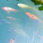 Nobi Nakanishi Instagram - The only fish I don’t consider to be food. 😅 #koi #koifish #sushi #dinner #after The Huntington Library, Art Museum, and Botanical Gardens