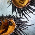 Nobi Nakanishi Instagram - What represents our local waters better than Santa Barbara uni? Happy to debate 😬 #santabarbara #unilove #seaurchin #actorlife #hitmonkey Santa Barbara Fish Market