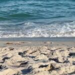 Norah Casey Instagram - A few exotic visitors to South Beach today… as well as me 😉 lots of jelly fish and low flying birds… they mingled well with all the other exotic visitors who flock here for the beautiful #southbeachvibe the gorgeous art deco facades, buzzy cafes and #anythinggoes culture… where the #uberwealthy meet the #happyhippies - there is nowhere quite like it… and every second whiff is a blast of #sweetleaf (you know what I mean 😀) #southbeachmiami #foronedayonly #lovedvisiting #miamilife South Beach, Miami