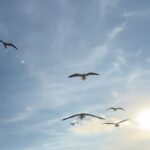 Norah Casey Instagram - A few exotic visitors to South Beach today… as well as me 😉 lots of jelly fish and low flying birds… they mingled well with all the other exotic visitors who flock here for the beautiful #southbeachvibe the gorgeous art deco facades, buzzy cafes and #anythinggoes culture… where the #uberwealthy meet the #happyhippies - there is nowhere quite like it… and every second whiff is a blast of #sweetleaf (you know what I mean 😀) #southbeachmiami #foronedayonly #lovedvisiting #miamilife South Beach, Miami