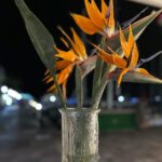 Norah Casey Instagram - My all time favourite flower… you’d think they knew we were coming @solylunapmogan 💚 There is something wonderful about the bird of paradise. The flamboyance of the beautiful vibrant orange and purple and the stunning architectural elegance of the flower. It reminds me of birds about to take flight.  I’ve been enthralled by it since my neighbours successfully got theirs to flower although it took them 15 years. The idea of nurturing such a magnificent flower into bloom took hold and I became a regular buyer of bird of paradise plants. I read that they don’t mind being a bit neglected, which is just as well, and that with enough sunlight you can coax them into bloom in a few years. The tragedy of my gardening career is that none ever managed to flower under my diligent care. I have but one plant left and it remains stubbornly leafy. But… when I see them, especially unexpectedly like tonight - it lifts my heart. Nature is truly wonderful #birdofparadise