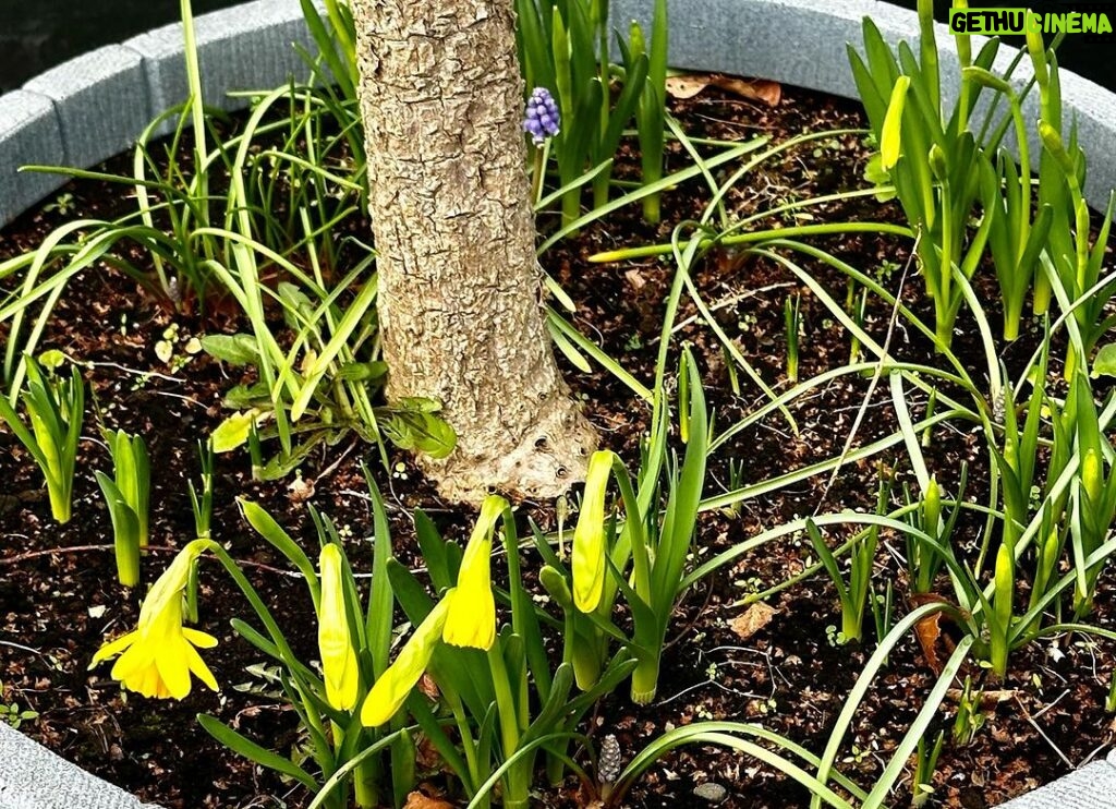 Norah Casey Instagram - The excitement of seeing Mag’s daffodils appearing nudged us to get our step count in while doing a bit of early plant shopping and picking up some little mood boosters. It’s not the beach but @blanchardstown_centre has its own charms and you don’t really notice all the walking when you’re excited about the new tracksuits @penneys.ire and the lovely vibrant super soft jumpers @marksandspencerireland - I got poppy red and herself got lipstick pink - all set for #valentinesday ❤️😂 And of course the plants… cause we’re believers… in tomorrow, sunny days and that one of us won’t kill them before summer - I didn’t inherit #magscasey #greenfingers but it doesn’t stop me trying… and hoping 🌱 My own daffs haven’t appeared yet but obvs it’s much sunnier @phoenixparkopw #planttherapy🌿 #retailtherapy #walkingtherapy #shoppingwithmags Blanchardstown Shopping Centre