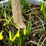 Norah Casey Instagram - The excitement of seeing Mag’s daffodils appearing nudged us to get our step count in while doing a bit of early plant shopping and picking up some little mood boosters. It’s not the beach but @blanchardstown_centre has its own charms and you don’t really notice all the walking when you’re excited about the new tracksuits @penneys.ire and the lovely vibrant super soft jumpers @marksandspencerireland - I got poppy red and herself got lipstick pink - all set for #valentinesday ❤️😂 And of course the plants… cause we’re believers… in tomorrow, sunny days and that one of us won’t kill them before summer - I didn’t inherit #magscasey #greenfingers but it doesn’t stop me trying… and hoping 🌱 My own daffs haven’t appeared yet but obvs it’s much sunnier @phoenixparkopw #planttherapy🌿 #retailtherapy #walkingtherapy #shoppingwithmags Blanchardstown Shopping Centre