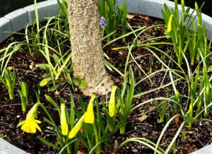 Norah Casey Instagram - The excitement of seeing Mag’s daffodils appearing nudged us to get our step count in while doing a bit of early plant shopping and picking up some little mood boosters. 
It’s not the beach but @blanchardstown_centre has its own charms and you don’t really notice all the walking when you’re excited about the new tracksuits @penneys.ire and the lovely vibrant super soft jumpers @marksandspencerireland - I got poppy red and herself got lipstick pink - all set for #valentinesday ❤️😂
And of course the plants… cause we’re believers… in tomorrow, sunny days and that one of us won’t kill them before summer - I didn’t inherit #magscasey #greenfingers but it doesn’t stop me trying… and hoping 🌱 
My own daffs haven’t appeared yet but obvs it’s much sunnier @phoenixparkopw #planttherapy🌿 #retailtherapy #walkingtherapy #shoppingwithmags