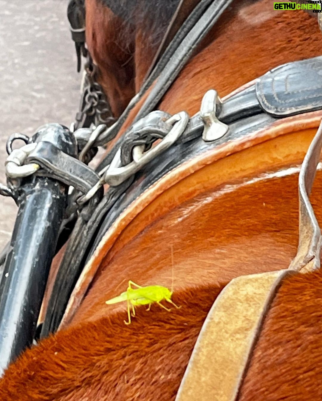 Norman Reedus Instagram - 🐴🦗❤️ Paris, France