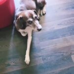 Nuno Pardal Instagram -