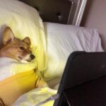 Nuntita Khampiranon Instagram - I can’t believe she loves watching dog’s channel 😂😂 Los Angeles, California