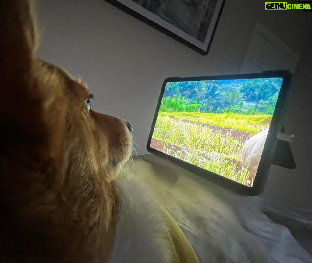 Nuntita Khampiranon Instagram - I can’t believe she loves watching dog’s channel 😂😂 Los Angeles, California