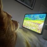 Nuntita Khampiranon Instagram - I can’t believe she loves watching dog’s channel 😂😂 Los Angeles, California