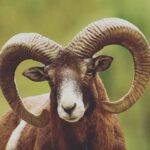 Ola Salo Instagram - Blekinge ! Imorgon drar Dompan och jag igång höstsvängen av vår turné genom riket. Och platsen för detta är ingen mindre än Mufflonfårens förtrollade rike, Eriksberg Hotell och Safaripark! Fåtal biljetter finns fortfarande kvar till imorgon fredag och lördag så grabba tag i en så ses vi där. Det blir garanterat unika aftnar! Länk till biljetter i Bion!