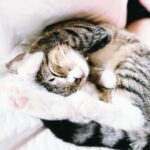 Olive Elise Abercrombie Instagram – Just some more cat spam for your Caturday 🐾 #mistylavenderabercrombie
