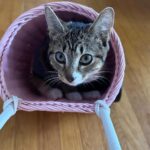 Olive Elise Abercrombie Instagram - Cat spam ahead🚨 #mistylavenderabercrombie Atlanta, Georgia