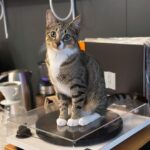 Olive Elise Abercrombie Instagram – Cat spam ahead🚨 #mistylavenderabercrombie Atlanta, Georgia