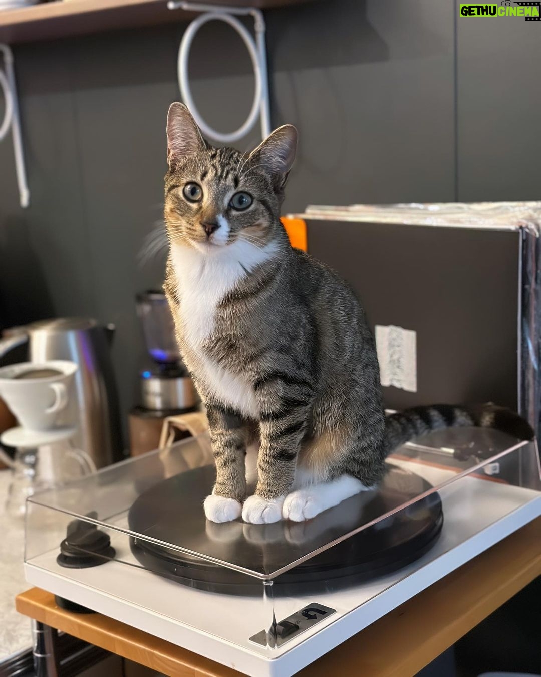 Olive Elise Abercrombie Instagram - Cat spam ahead🚨 #mistylavenderabercrombie Atlanta, Georgia
