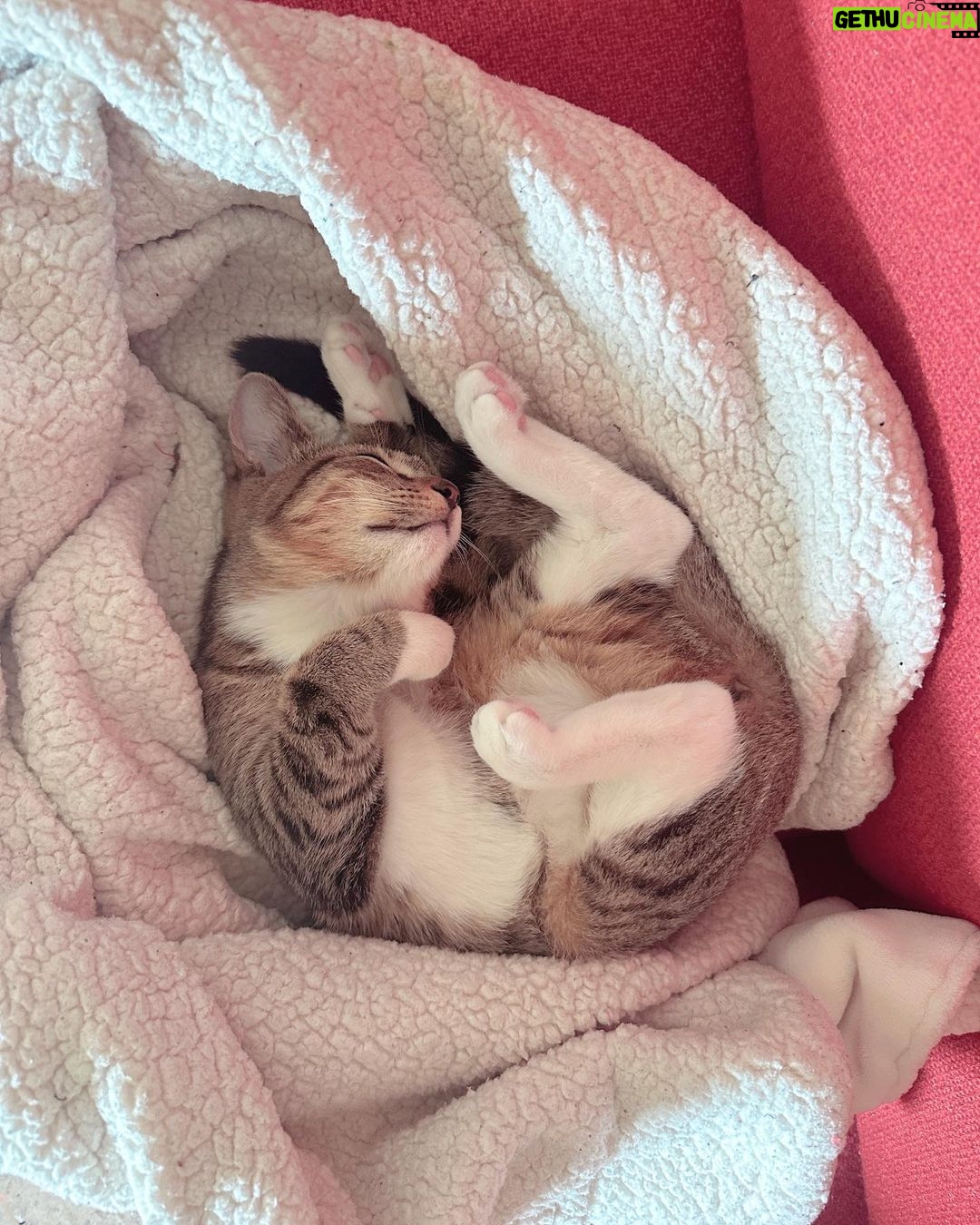 Olive Elise Abercrombie Instagram - Cat spam ahead🚨 #mistylavenderabercrombie Atlanta, Georgia