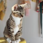 Olive Elise Abercrombie Instagram - Cat spam ahead🚨 #mistylavenderabercrombie Atlanta, Georgia