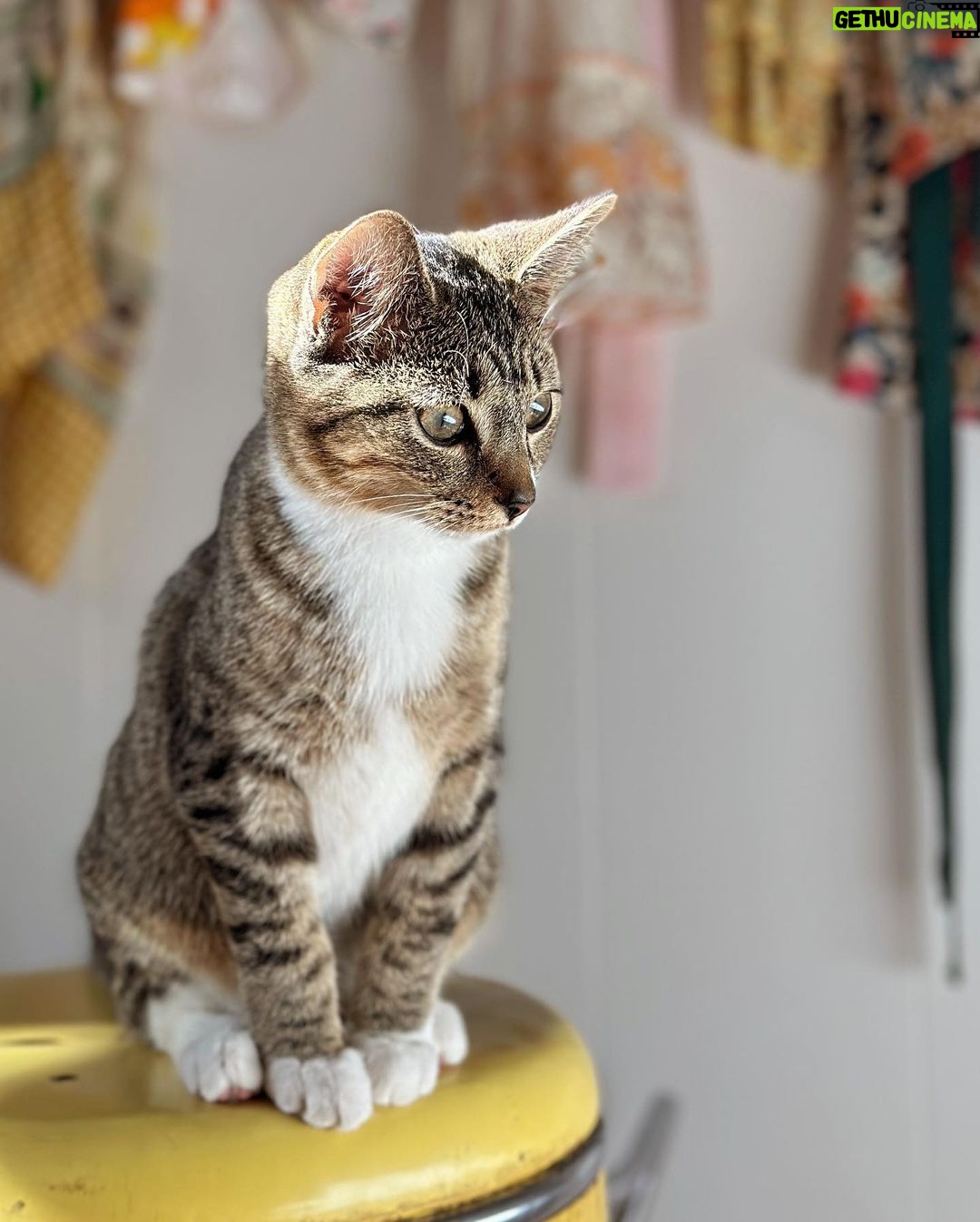 Olive Elise Abercrombie Instagram - Cat spam ahead🚨 #mistylavenderabercrombie Atlanta, Georgia
