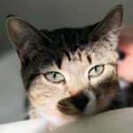 Olive Elise Abercrombie Instagram - Cat spam ahead🚨 #mistylavenderabercrombie Atlanta, Georgia