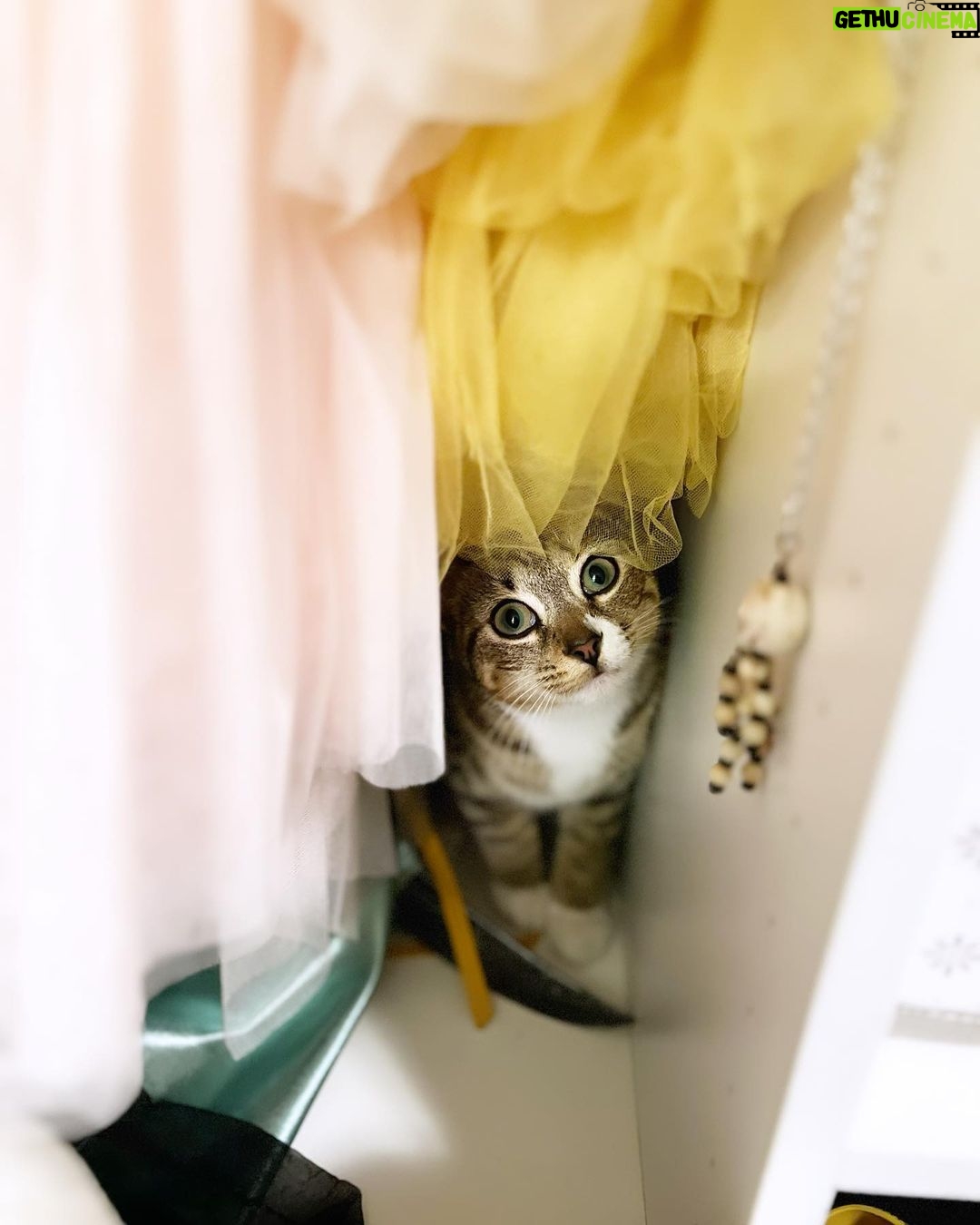 Olive Elise Abercrombie Instagram - Cat spam ahead🚨 #mistylavenderabercrombie Atlanta, Georgia