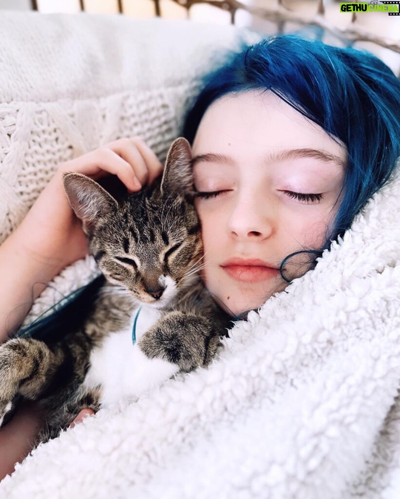 Olive Elise Abercrombie Instagram - Cat spam ahead🚨 #mistylavenderabercrombie Atlanta, Georgia