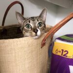 Olive Elise Abercrombie Instagram – Just some more cat spam for your Caturday 🐾 #mistylavenderabercrombie
