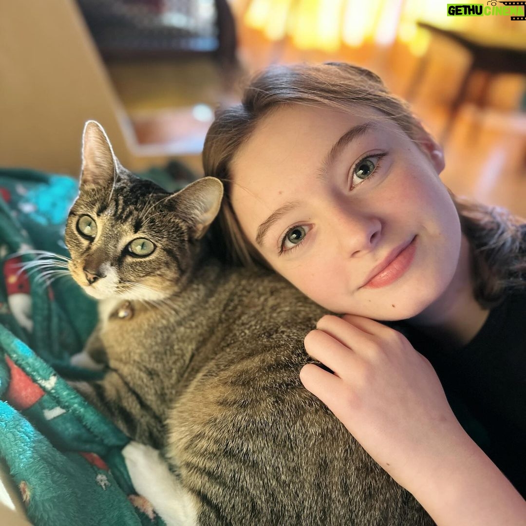 Olive Elise Abercrombie Instagram - Just some more cat spam for your Caturday 🐾 #mistylavenderabercrombie