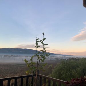 Olivia Ruiz Instagram - Belles fêtes à tous!#occitaniemonamour #montalaric #corbieres #minervois #familia #homesweethome