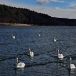 Oranicha Krinchai Instagram – 🚻🦢🎀 Kawaguchiko, Fuji, Japan