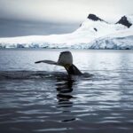 Orlando Bloom Instagram - On this #EarthDay, I’m thinking back to my six week trip to Antarctica — where I got to experience firsthand how remarkable and fragile our planet is w/ my cousin Sebastian Copeland🌏🙏 📸 @copelandadventures