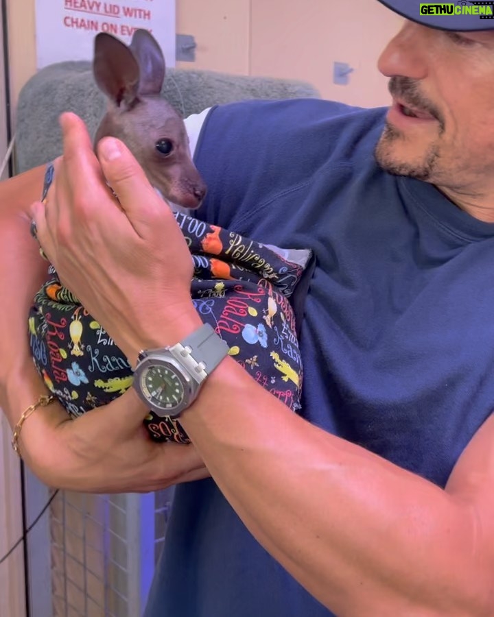 Orlando Bloom Instagram - friend’s become family 💛werk-outs 💨💦 & beach cleaning 🌴🐚🌏WILD wildlife🦎🦈🐨🐍@australia🇦🇺 you gotta lot to offer 🫵🙏☀️